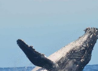 14 whales found dead off Australia’s coast! Why is the mysterious death happening? find out why 14 whales found dead off Australia's coast! Why is the mysterious death happening? find out why
