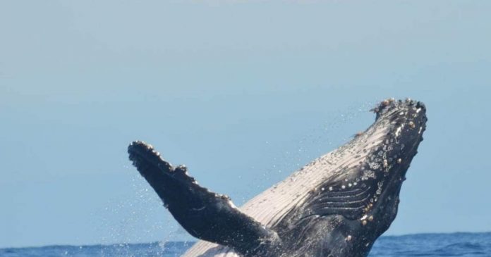  14 whales found dead off Australia's coast!  Why is the mysterious death happening?  find out why

