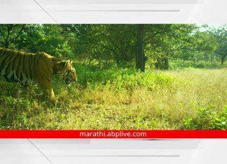 8 tigers found in conservation reserves in parts of Kolhapur and Sindhudurg 8 tigers found in conservation reserves in parts of Kolhapur and Sindhudurg
