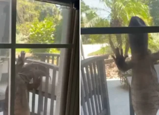 A big lizard knocked on the door of the house! He took out his tongue and tried to open the mirror A big lizard knocked on the door of the house! He took out his tongue and tried to open the mirror