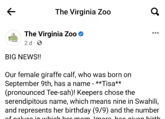 A female giraffe in the US zoo suddenly gave birth to a calf, which surprised the audience Virginia Zoo US, female giraffe gives birth, female giraffe gives birth at zoo, female giraffe baby Virginia zoo us, Virginia zoo facebook, female giraffe baby videos, female giraffe gives birth at zoo