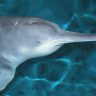 Another scary news: Bird flu confirmed for the first time in dolphins and porpoises