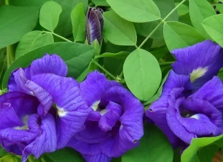 Aparajita flower farming gives good profit Aprajita Flower Farming: अपराजिताच्या फुलांची शेती करा आणि तिप्पट नफा कमवा