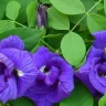 Aprajita Flower Farming: अपराजिताच्या फुलांची शेती करा आणि तिप्पट नफा कमवा