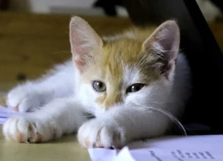 Astrology tips for maa lakshmi cat umbilical cord-make you rich overnight Viral english News मांजरीची ही एक गोष्ट घरात ठेवल्यास रातोरात होताल श्रीमंत