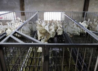 Avian flu: the fattened duck sector is compelled to reduce the airfoil Un élevage de canards dans les Landes.