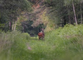 Biodiversity, the poor relation of impact start-ups Après deux ans de report, la prochaine COP15 de la biodiversité devrait se tenir en décembre à Montréal.