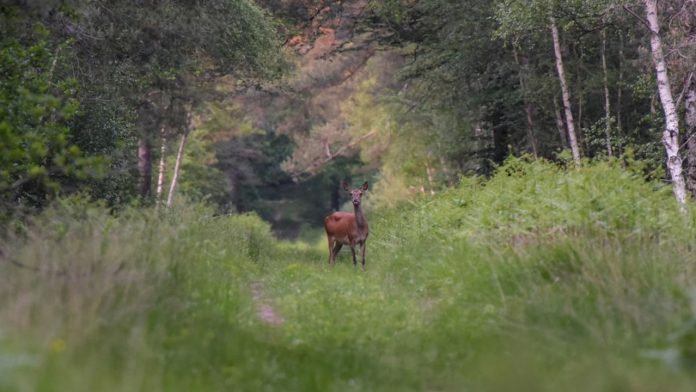 Biodiversity, the poor relation of impact start-ups Après deux ans de report, la prochaine COP15 de la biodiversité devrait se tenir en décembre à Montréal.