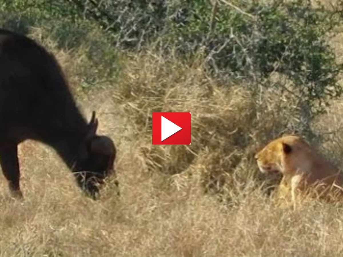 'Buffalo needs glasses': The buffalo reached close to the lion, then watch the video, what happened next?

