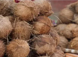 Coconut for good blessings Know details about good health of children Coconut : नारळ फोडताय? 'या' गोष्टीची विशेष काळजी घ्या