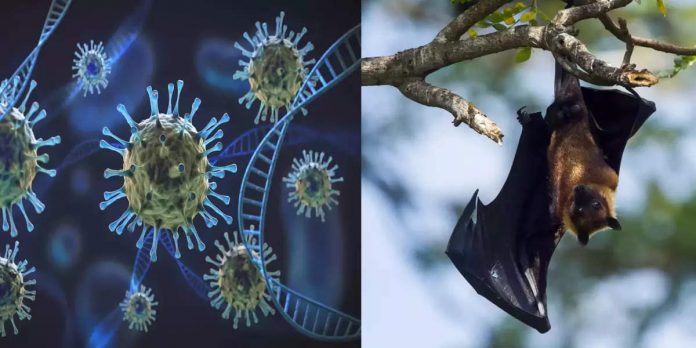 Coronavirus variant Khosta-2, new virus like corona found in bats, vaccine also failed, world's tension increased!  - What is Khosta-2 virus A vaccine-restraint virus found in Russian bats

