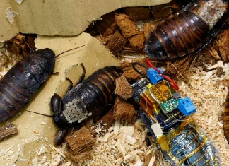 Cyborg cockroaches powered by solar cells could help first responders in disaster areas: details Cyborg Cockroaches Powered by Solar Cells Could Help First Responders in Disaster Areas: Details