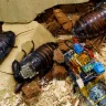 Cyborg Cockroaches Powered by Solar Cells Could Help First Responders in Disaster Areas: Details