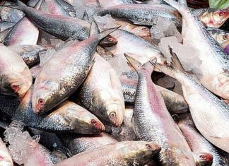Demand for Hilsa fish increased in Navratri 2022 as it also helps in heart disease, read benefits Navratri 2022 : नवरात्रोत्सवादरम्यान दाखवतात 'या' माशाचा नैवेद्य, पाहा Heart Disease मध्ये कशी करतो मदत