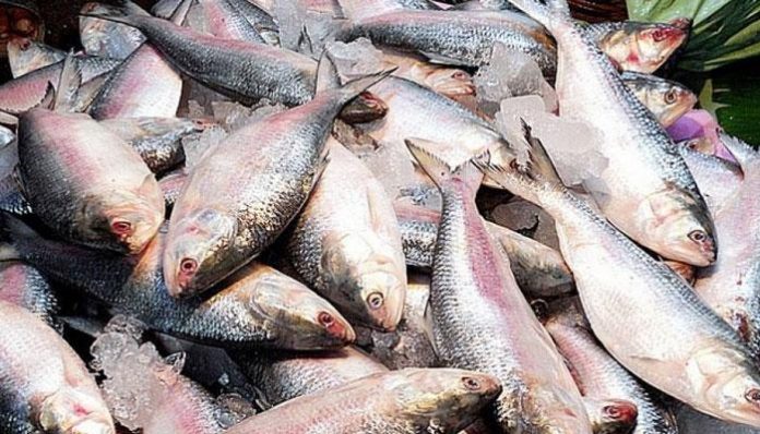 Demand for Hilsa fish increased in Navratri 2022 as it Navratri 2022 : नवरात्रोत्सवादरम्यान दाखवतात 'या' माशाचा नैवेद्य, पाहा Heart Disease मध्ये कशी करतो मदत