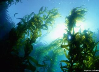 Diet: Sugar kills important gut bacteria | Knowledge & Environment | DW Kelp forest in the Pacific Ocean off California.