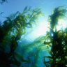 Kelp forest in the Pacific Ocean off California.