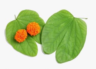 Dussehra 2022 know the importance of history and importance of that day english News Dussehra 2022 know the importance of history and importance of that day Marathi News