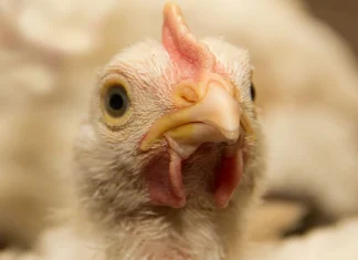 Fact Check Lumpy virus is spreading in chickens Lampi Virus in Chicken : तुमच्या चिकनमध्ये लंपी व्हायरस?