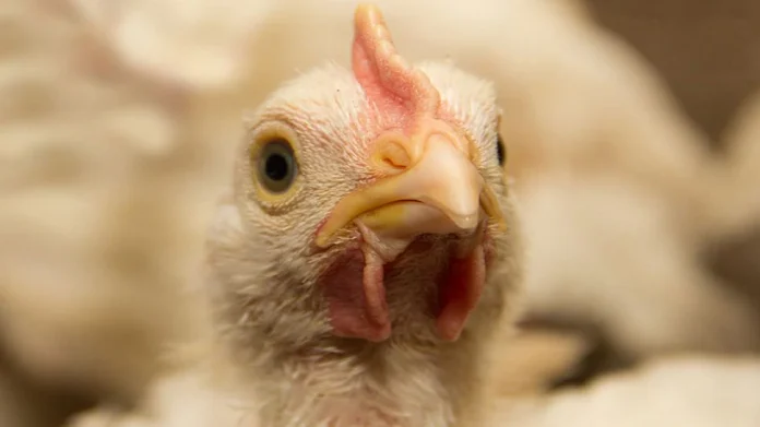 Fact Check Lumpy virus is spreading in chickens Lampi Virus in Chicken :  तुमच्या चिकनमध्ये लंपी व्हायरस?