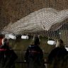 France: Whale lost its way, experts decided to kill it, know the full story