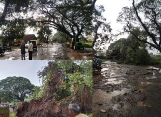 Giant banyan tree fell on Kolhapur Gaganbavda road affecting traffic Giant banyan tree fell on Kolhapur Gaganbavda road affecting traffic