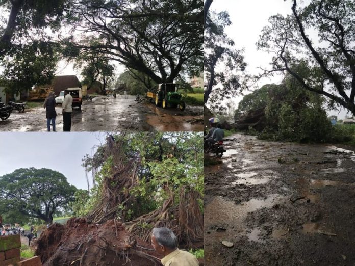 Giant banyan tree fell on Kolhapur Gaganbavda road affecting traffic

