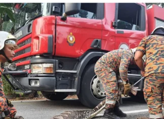 Goat swallowed a 20-feet live python, pulled it out of its mouth; watch amazing video Goat swallowed a 20-feet live python, pulled it out of its mouth; watch amazing video