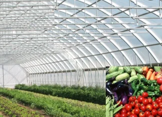 Government will give subsidy of Rs 23 lakh for shade net and green house, know the details of the scheme and how to apply सरकार तुम्हाला देणार 23 लाखांची सबसिडी... काय आहे योजना वाचाच