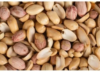Groundnut is good for health or bad side effects of eating peanut Peanut For Health: शेंगदाणे खाल्ल्याने शरीरावर काय परिणाम होतो? जाणून घ्या