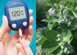 Health News Lifestyle Stay healthy even in diabetes, then start consuming this soft leaf from today itself Diabetes असतानाही आरोग्य असे ठेवा चांगले, आजपासून याची पाने खा आणि राहा तंदुरुस्त
