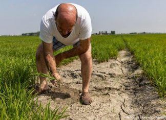 How to protect the soil from drought and heat | Knowledge & Environment | DW Farmer examines dry soil