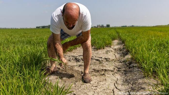 Farmer examines dry soil