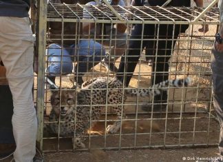 India settles eight African cheetahs | Current World | DW Cheetah in a transport cage