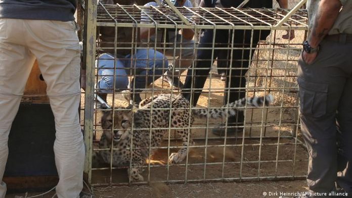 Cheetah in a transport cage