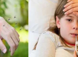 Know about home remedies to prevent dengue mosquito dengue fever डेंग्यूचा धोका वाढतोय!'या' टीप्स वापरून घरातले डास पळवा