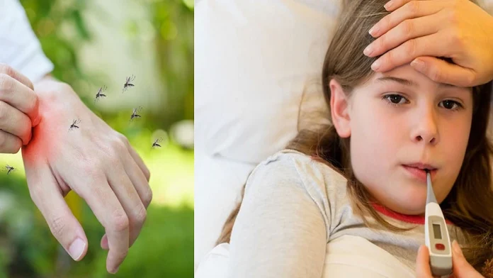 डेंग्यूचा धोका वाढतोय!&#039;या&#039; टीप्स वापरून घरातले डास पळवा 