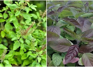 Laws of Tulsi Difference between Ram and Shyama Tulsi knows about this Tulsi Niyama: What is the difference between Ram and Shyama Tulsi? Which Tulsi plant is auspicious for home