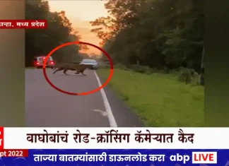 MP Tiger: Road crossing of Waghoba caught on camera, tiger visible in Kanha National Park MP Tiger: Road crossing of Waghoba caught on camera, tiger visible in Kanha National Park