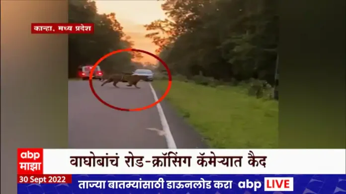 MP Tiger: Road crossing of Waghoba caught on camera, tiger visible in Kanha National Park

