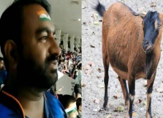 Nagpur man sold two goats to watch IND vs AUS match IND vs AUS : क्रिकेट मॅच बघण्यासाठी पठ्ठ्यांन चक्क विकल्या बकऱ्या; म्हणाला, "असा हिरमोड कधीच झाला नाही"