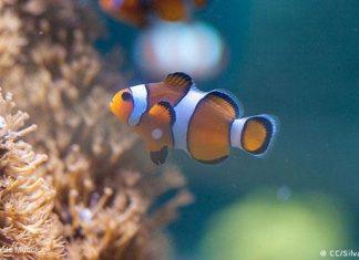 Noise contamination: why the sea needs to be quieter | Knowledge & Environment | DW Clownfish underwater