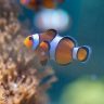 Clownfish underwater