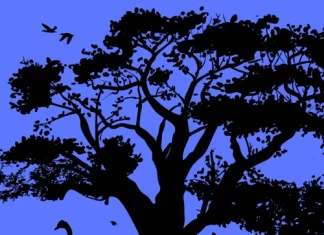 Optical illusion, animals hidden in trees will tell your personality Optical illusion, animals hidden in trees will tell your personality