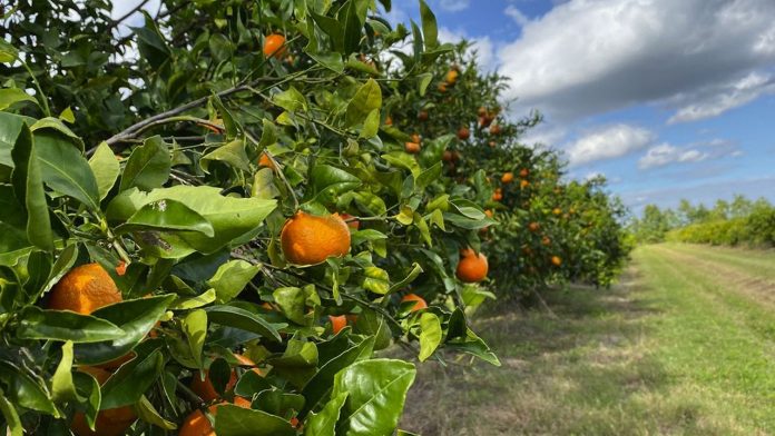 La maladie du dragon jaune sévit en Floride depuis 2014.