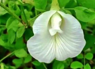 Plant these trees at home in Sharadiya Navratri 2022 Navratri Shardiya Navratri 2022 : या नवरात्रीत घरी आणा 'ही' झाडं; आर्थिक समस्या कमी होईल!