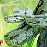 Python wreaks havoc in Florida, 800 hunters to catch python, reward of $ 2500