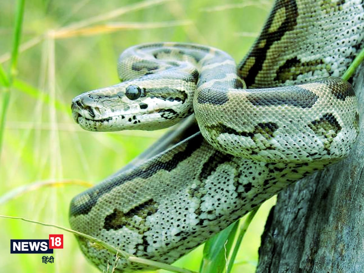 Python wreaks havoc in Florida, 800 hunters to catch python, reward of $ 2500

