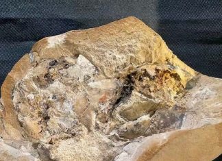 Scientists have discovered the world’s oldest heart, which has been preserved for 38 million years Scientists have discovered the world's oldest heart, which has been preserved for 38 million years