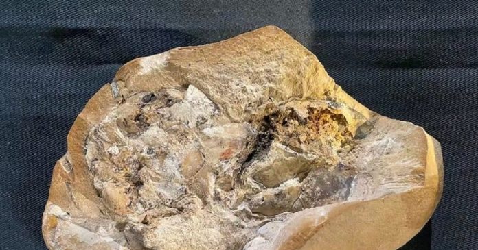 Scientists have discovered the world's oldest heart, which has been Scientists have discovered the world's oldest heart, which has been preserved for 38 million years
